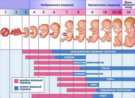 Чихание беременной: воздействие на развитие ребенка