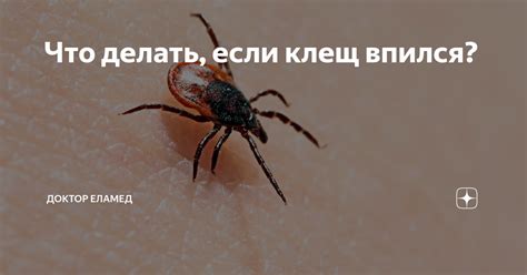 Что НЕ рекомендуется делать, если клещ впился под кожу