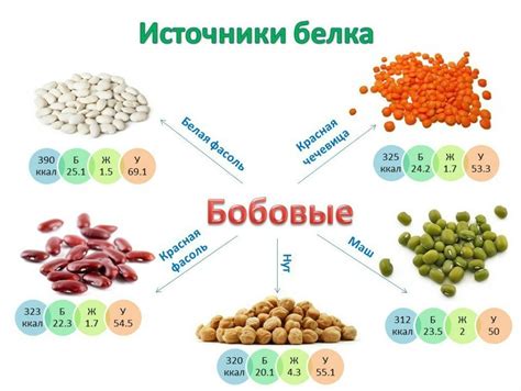 Что входит в состав белковых кормов растительного происхождения