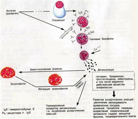 Что вызывает повышение гранулоцитов у женщин