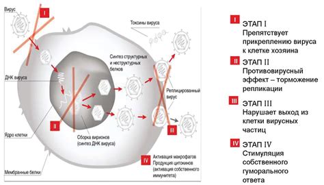 Что говорит о наличии герпетической инфекции в организме: сигналы изнутри