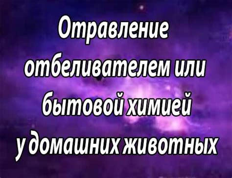 Что делать, если собака попила воду с хлоркой?