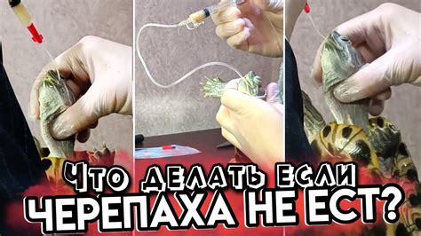 Что делать, если черепаха не ест