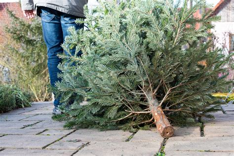 Что делать с рождественской звездой после цветения