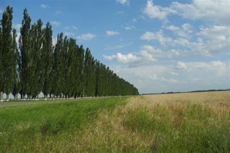 Что для нас значит тополь в Суздале?