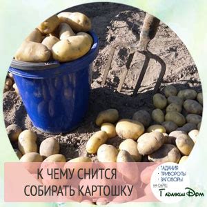 Что означает сырая картошка во сне для вашей жизни?