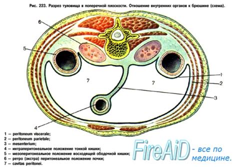 Что отделяет грудная полость от брюшной?