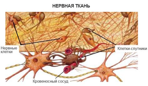 Что представляет собой клетка спутник в нервной системе