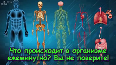 Что происходит в организме?