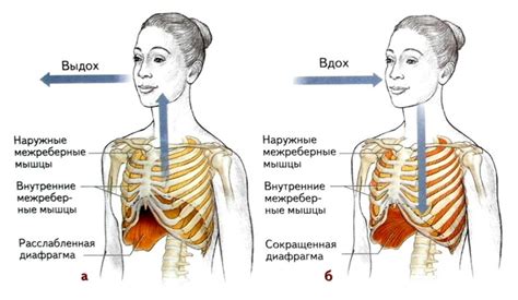 Что происходит в организме при вдохе