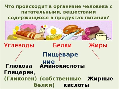 Что происходит с питательными веществами