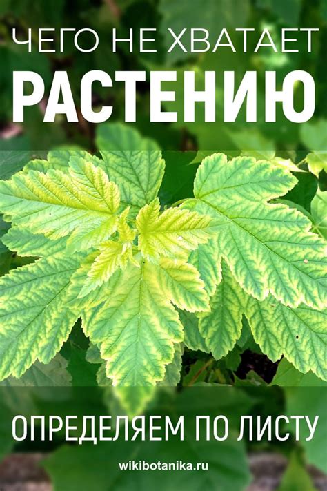 Что растению не хватает: определение по листу