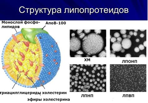 Что такое ЛПВП и какие у него причины?