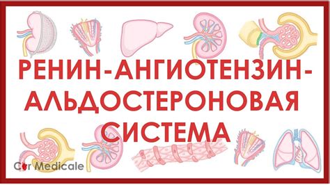 Что такое Ренин ангиотензин альдостероновая система?