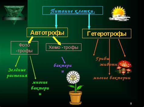 Что такое автотрофы и гетеротрофы?