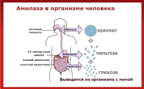 Что такое амилаза крови и её роль в организме