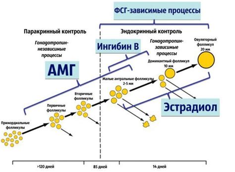 Что такое антимюллеров гормон и его роль в организме женщин