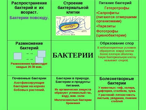 Что такое бактерии и как они устроены