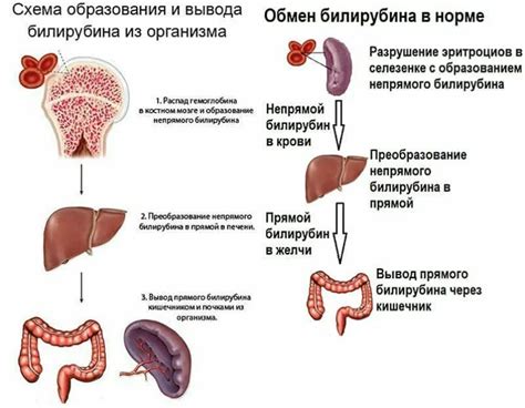 Что такое билирубин и как он влияет на организм?