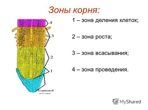 Что такое зона деления?