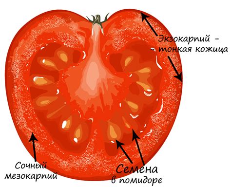 Что такое классификация помидора?