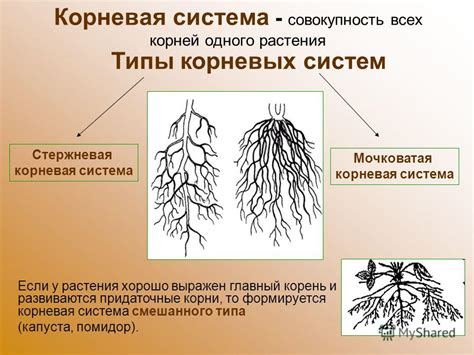 Что такое корневая система