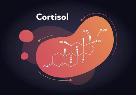 Что такое кортизол и как он влияет на организм женщин