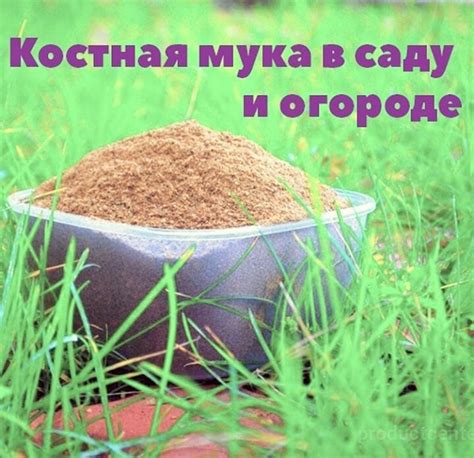 Что такое костная мука?