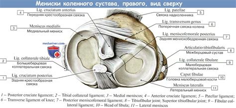 Что такое мениск?