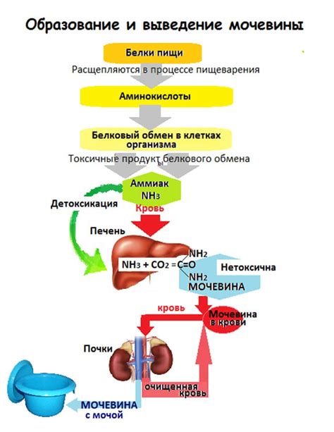 Что такое мочевина и как она попадает в кровь?