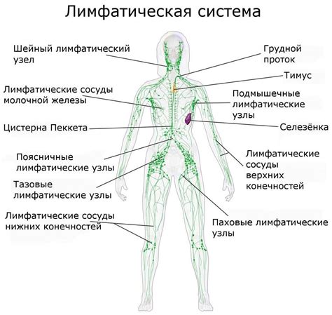 Что такое надключичные лимфоузлы?