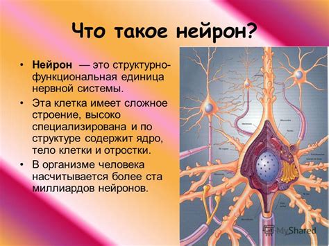 Что такое нейрон и как он функционирует в организме?