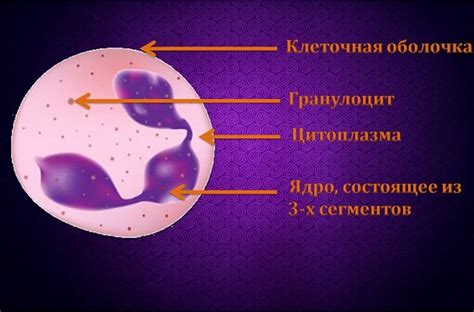 Что такое нейтрофилы и какова их норма