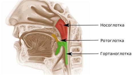 Что такое носоглотка