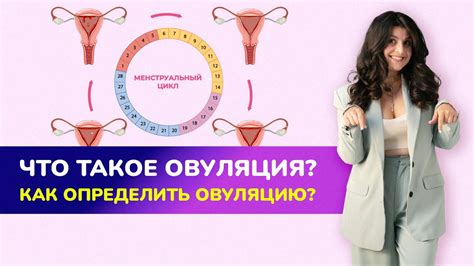 Что такое овуляция и как ее определить?