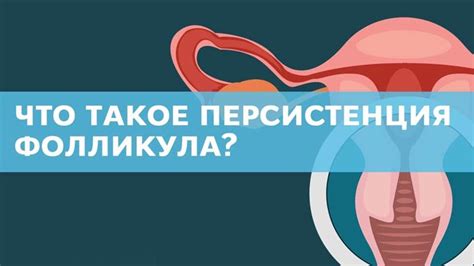 Что такое персистенция фолликула?