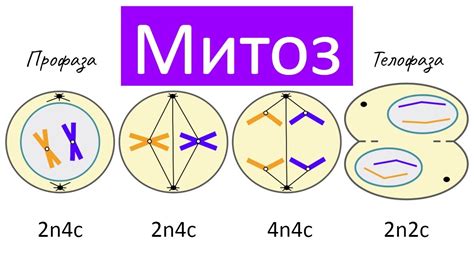 Что такое профаза митоза и какие есть этапы?