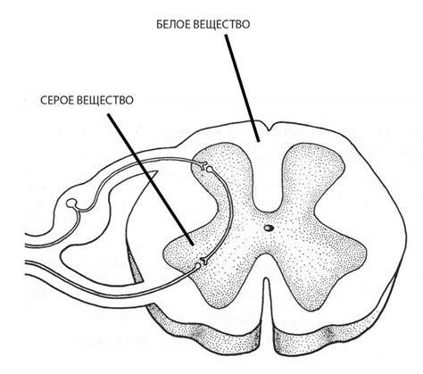 Что такое серое вещество спинного мозга?
