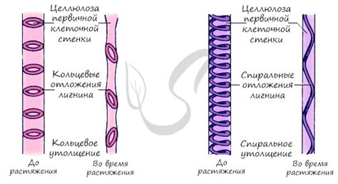 Что такое сосудисто-волокнистые проводящие пучки?