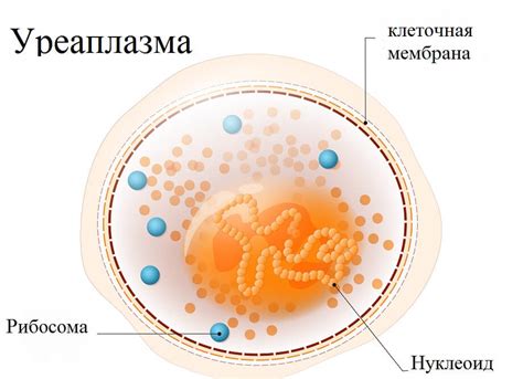 Что такое уреаплазма?