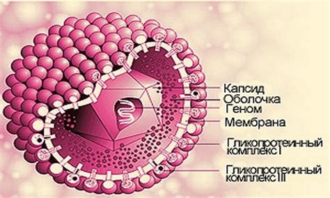 Что такое цитомегаловирус?