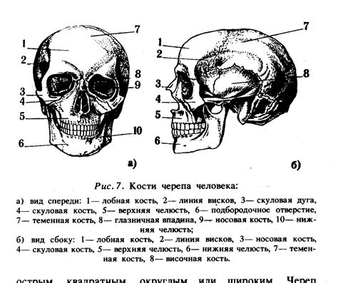 Что такое череп?