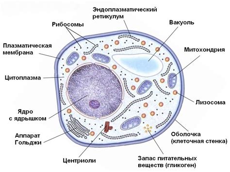 Что такое эукариотические клетки?