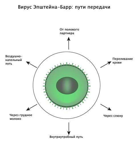 Что такое ядерный вирус эпштейна барр?