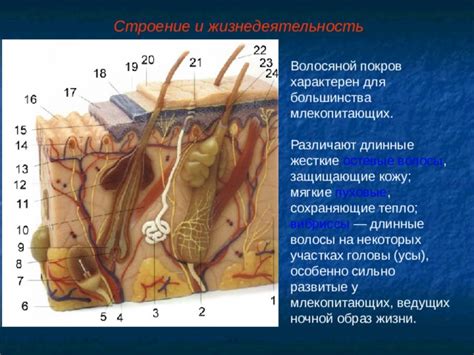 Щитовидка и волосяной покров: