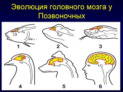 Эволюционное развитие конечного мозга