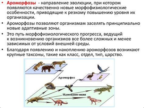 Эволюционные преобразования: от общего предка к человеку