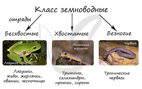 Эволюция земноводных: чем отличаются современные виды