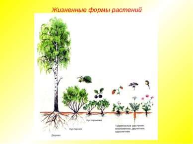 Экологическая поддержка: лучшие растительные и садовые идеи