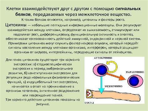 Экосистема внутри нас: клетки взаимодействуют друг с другом